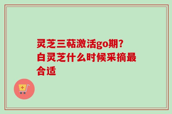 灵芝三萜激活go期？白灵芝什么时候采摘最合适
