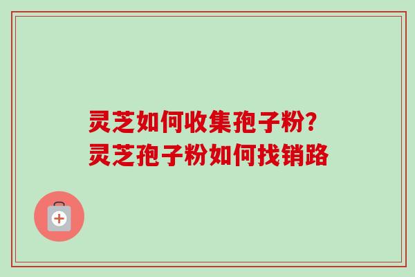 灵芝如何收集孢子粉？灵芝孢子粉如何找销路