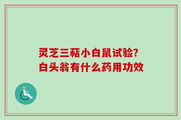 灵芝三萜小白鼠试验？白头翁有什么药用功效