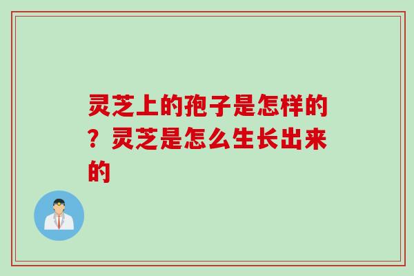 灵芝上的孢子是怎样的？灵芝是怎么生长出来的