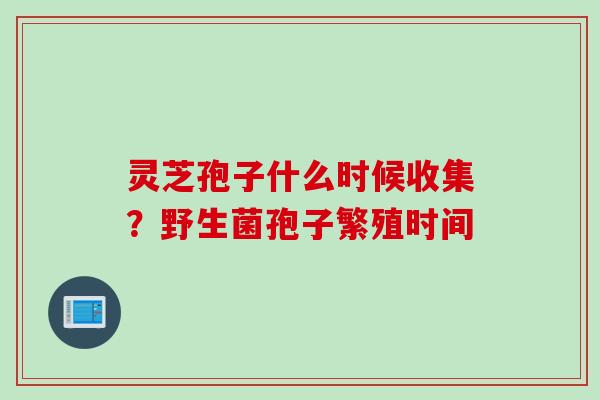 灵芝孢子什么时候收集?野生菌孢子繁殖时间 灵芝孢子什么时候收集?野生菌孢子繁殖时间
