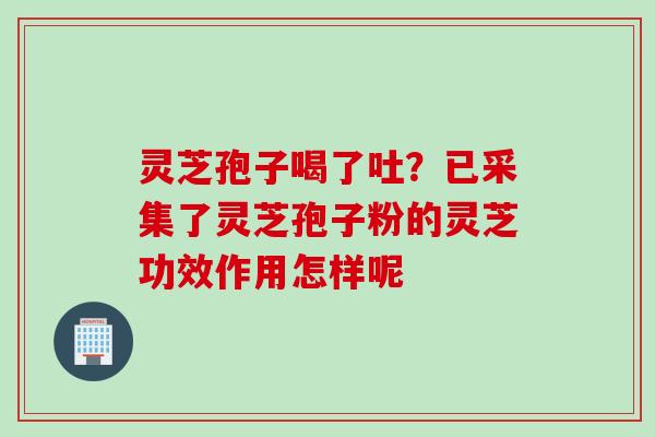 灵芝孢子喝了吐?已采集了灵芝孢子粉的灵芝功效作用怎样呢