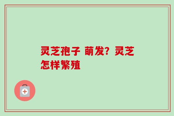 灵芝孢子 萌发？灵芝怎样繁殖