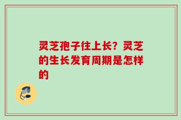 灵芝孢子往上长?灵芝的生长发育周期是怎样的
