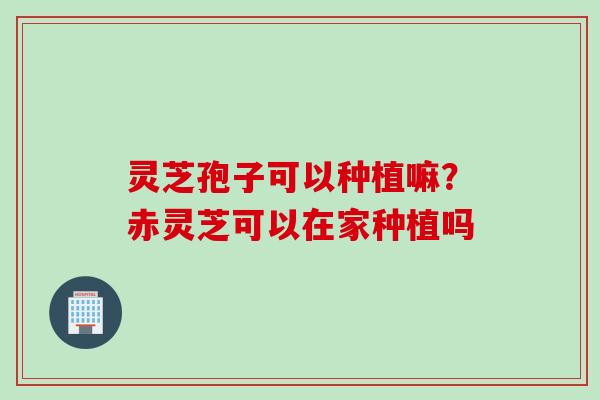 灵芝孢子可以种植嘛？赤灵芝可以在家种植吗