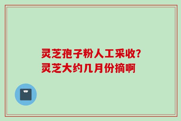 灵芝孢子粉人工采收？灵芝大约几月份摘啊