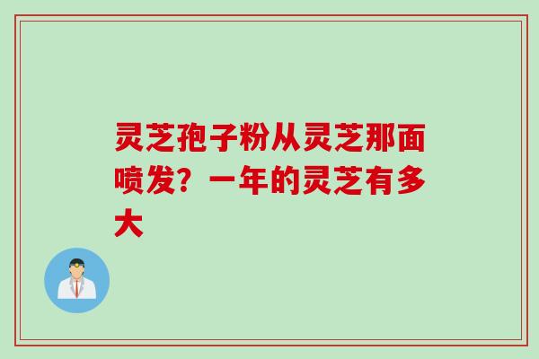 灵芝孢子粉从灵芝那面喷发?一年的灵芝有多大