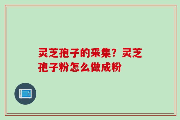 灵芝孢子的采集？灵芝孢子粉怎么做成粉
