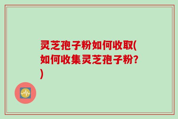 灵芝孢子粉如何收取(如何收集灵芝孢子粉?) 灵芝孢子粉如何收取(如何收集灵芝孢子粉?)
