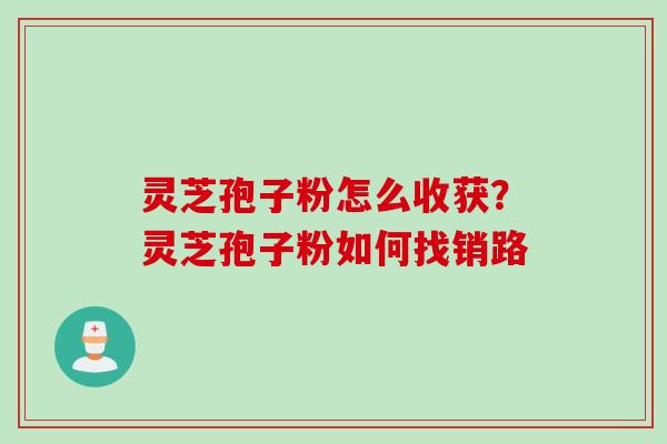 灵芝孢子粉怎么收获?灵芝孢子粉如何找销路