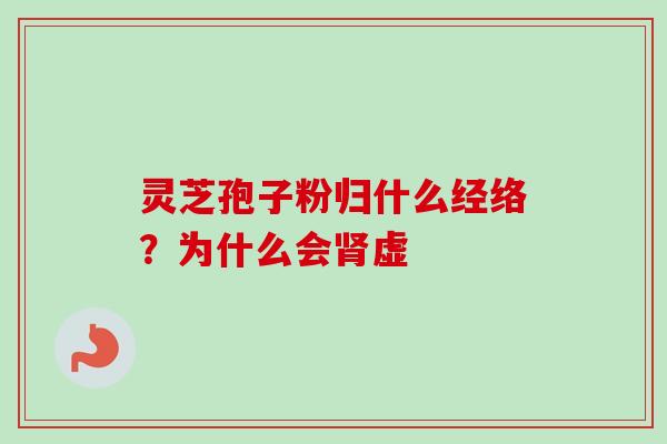灵芝孢子粉归什么经络?为什么会肾虚