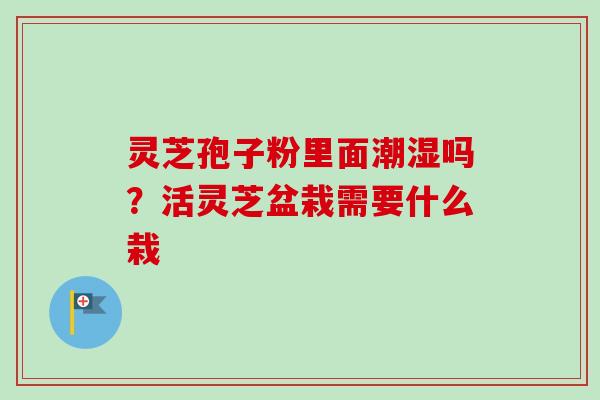 灵芝孢子粉里面潮湿吗?活灵芝盆栽需要什么栽 灵芝孢子粉里面潮湿吗?活灵芝盆栽需要什么栽