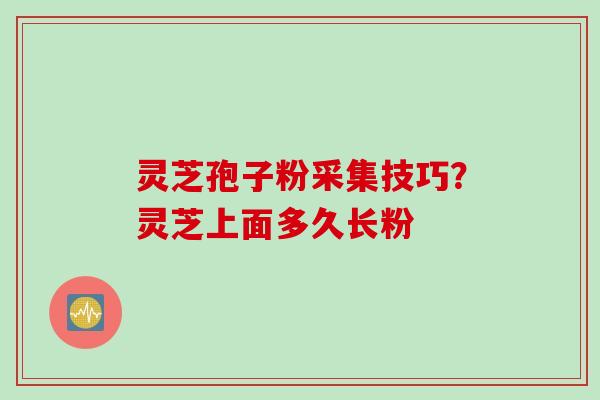 灵芝孢子粉采集技巧？灵芝上面多久长粉