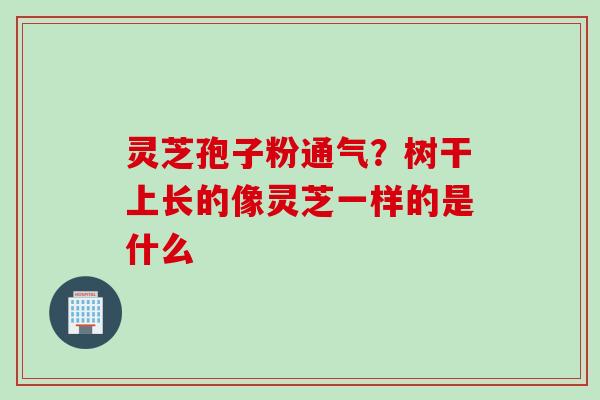灵芝孢子粉通气？树干上长的像灵芝一样的是什么