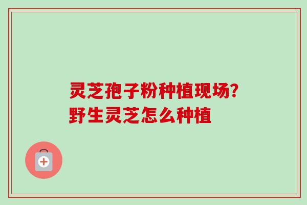 灵芝孢子粉种植现场？野生灵芝怎么种植