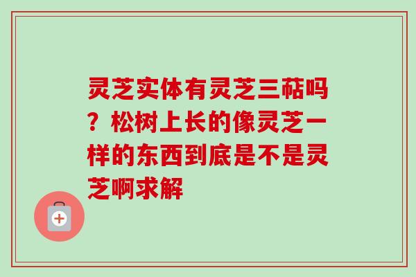 灵芝实体有灵芝三萜吗?松树上长的像灵芝一样的东西到底是不是灵芝啊求解