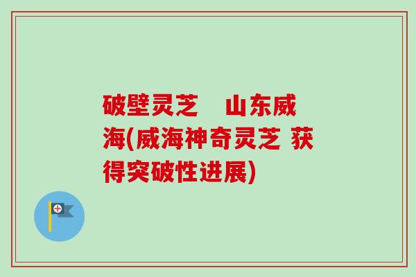 破壁灵芝 山东威海(威海神奇灵芝 获得突破性进展)