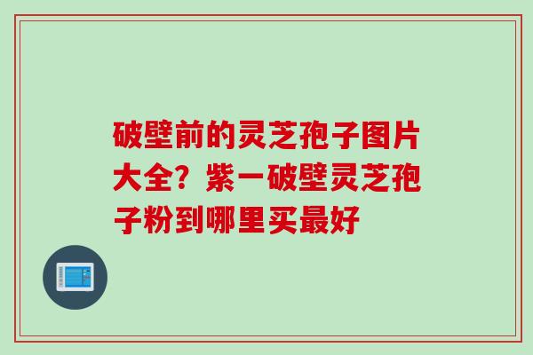 破壁前的灵芝孢子图片大全?紫一破壁灵芝孢子粉到哪里买最好