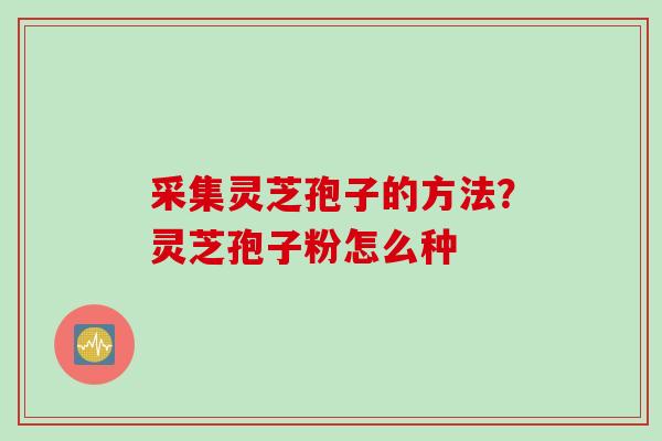 采集灵芝孢子的方法?灵芝孢子粉怎么种