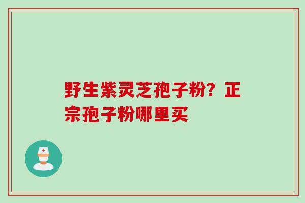 野生紫灵芝孢子粉?正宗孢子粉哪里买