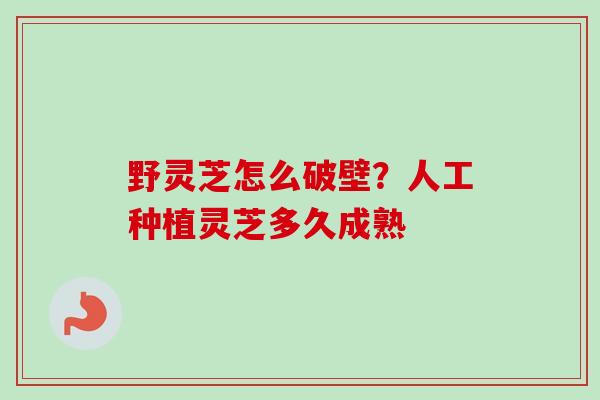 野灵芝怎么破壁？人工种植灵芝多久成熟