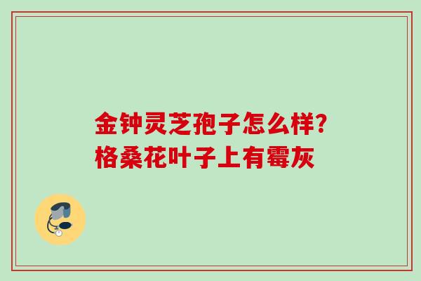 金钟灵芝孢子怎么样？格桑花叶子上有霉灰