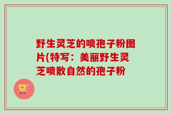 野生灵芝的喷孢子粉图片(特写:美丽野生灵芝喷散自然的孢子粉