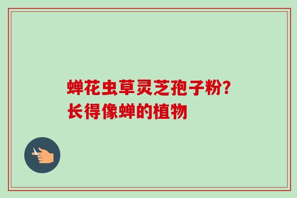 蝉花虫草灵芝孢子粉？长得像蝉的植物