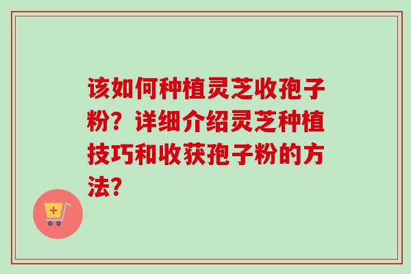 该如何种植灵芝收孢子粉?详细介绍灵芝种植技巧和收获孢子粉的方法?