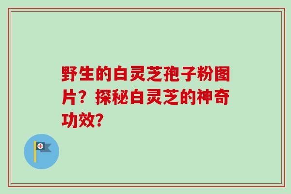 野生的白灵芝孢子粉图片?探秘白灵芝的神奇功效?