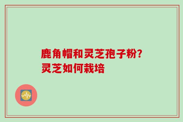 鹿角帽和灵芝孢子粉?灵芝如何栽培