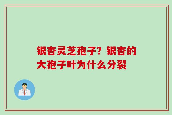 银杏灵芝孢子？银杏的大孢子叶为什么分裂