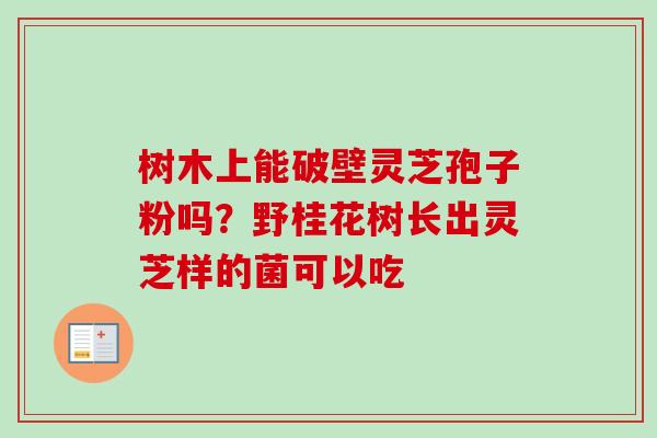 树木上能破壁灵芝孢子粉吗？野桂花树长出灵芝样的菌可以吃