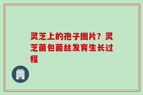 灵芝上的孢子图片？灵芝菌包菌丝发育生长过程