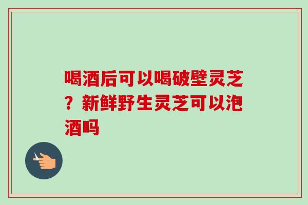 喝酒后可以喝破壁灵芝？新鲜野生灵芝可以泡酒吗