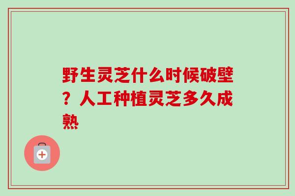 野生灵芝什么时候破壁？人工种植灵芝多久成熟