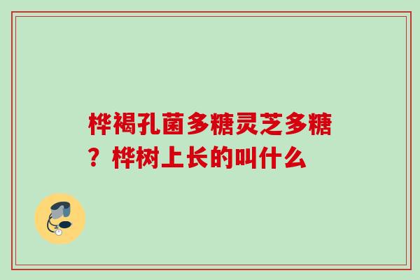 桦褐孔菌多糖灵芝多糖？桦树上长的叫什么