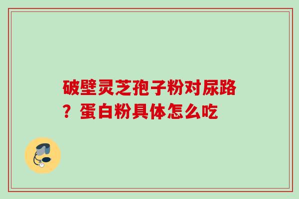 破壁灵芝孢子粉对尿路？蛋白粉具体怎么吃