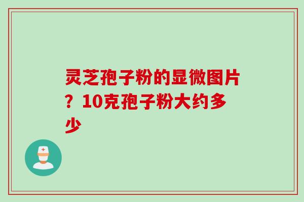 灵芝孢子粉的显微图片？10克孢子粉大约多少