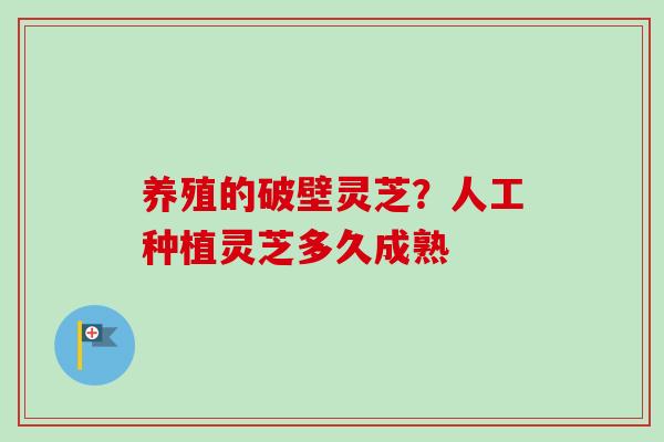 养殖的破壁灵芝？人工种植灵芝多久成熟