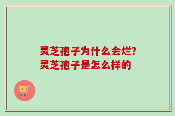 灵芝孢子为什么会烂？灵芝孢子是怎么样的