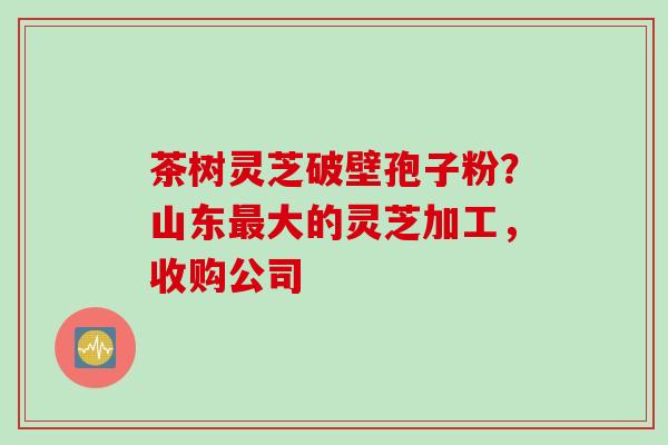茶树灵芝破壁孢子粉？山东最大的灵芝加工，收购公司