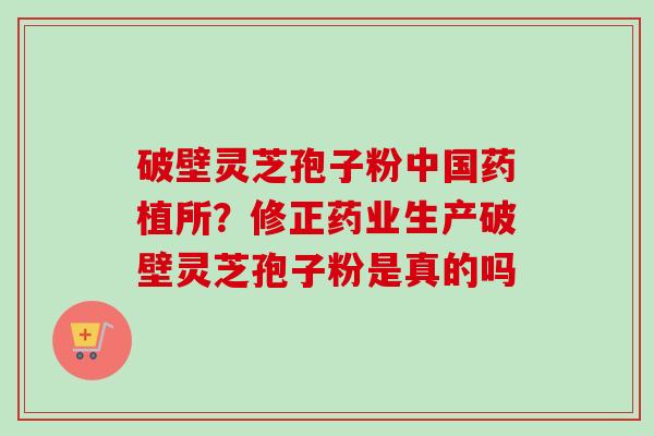 破壁灵芝孢子粉中国药植所？修正药业生产破壁灵芝孢子粉是真的吗