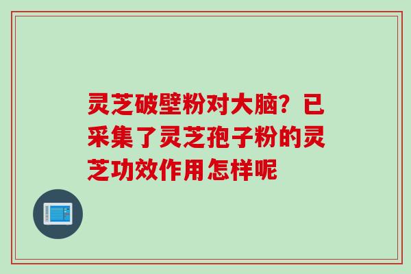 灵芝破壁粉对大脑？已采集了灵芝孢子粉的灵芝功效作用怎样呢