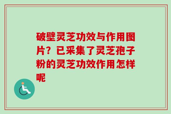 破壁灵芝功效与作用图片？已采集了灵芝孢子粉的灵芝功效作用怎样呢