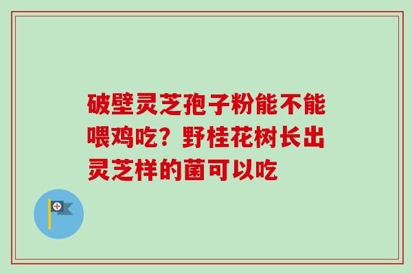 破壁灵芝孢子粉能不能喂鸡吃？野桂花树长出灵芝样的菌可以吃
