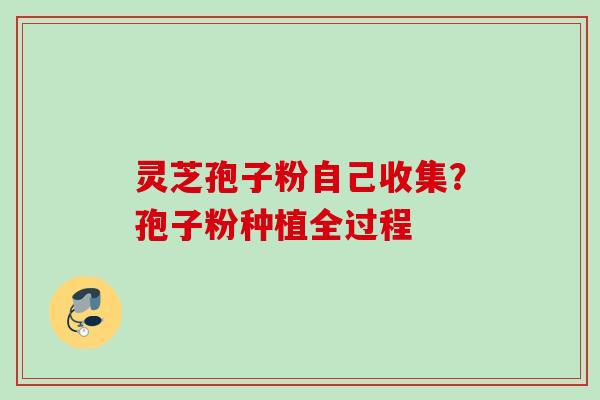灵芝孢子粉自己收集?孢子粉种植全过程 灵芝孢子粉自己收集?孢子粉种植全过程