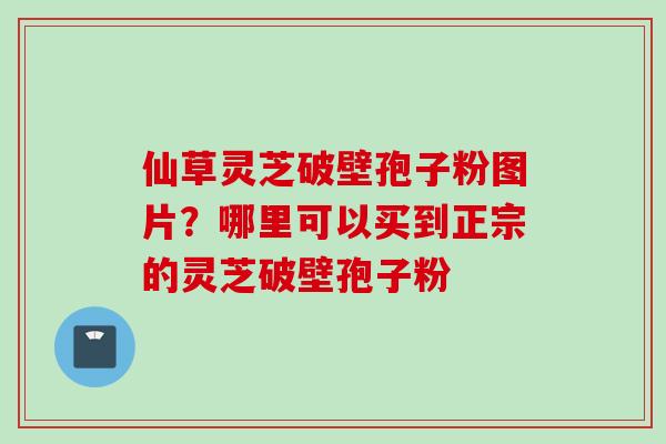 仙草灵芝破壁孢子粉图片?哪里可以买到正宗的灵芝破壁孢子粉