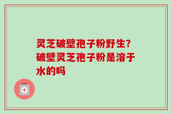 灵芝破壁孢子粉野生？破壁灵芝孢子粉是溶于水的吗