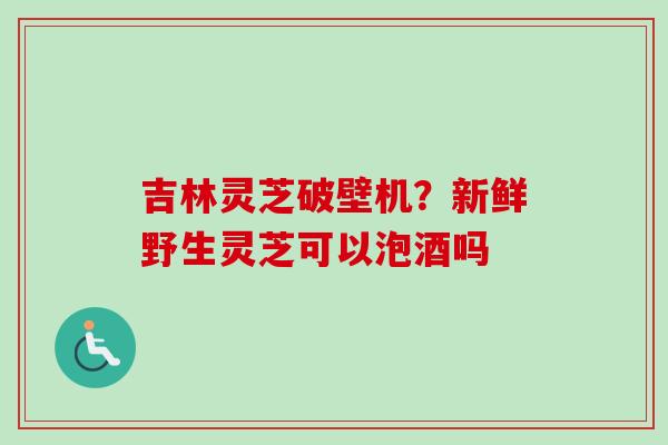 吉林灵芝破壁机？新鲜野生灵芝可以泡酒吗